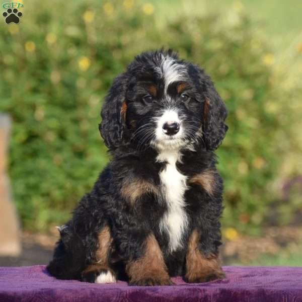 Ellen, Mini Bernedoodle Puppy